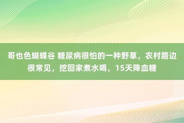 哥也色蝴蝶谷 糖尿病很怕的一种野草，农村路边很常见，挖回家煮水喝，15天降血糖